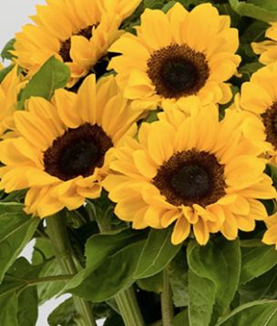 SunFlower Petite By Case
